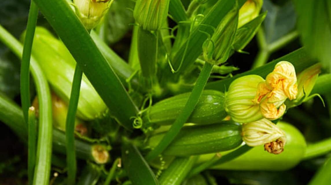 Zucchine: il mese segreto per raccolti abbondanti (scoprilo ora!)