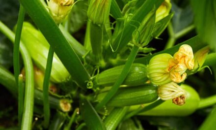 Zucchine: il mese segreto per raccolti abbondanti (scoprilo ora!)