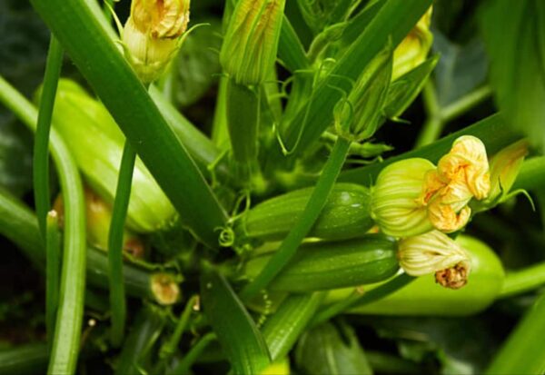 Zucchine: il mese segreto per raccolti abbondanti (scoprilo ora!)