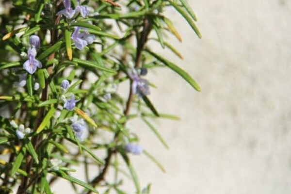 rosmarino-salute-proprieta-benefiche-cure-tisane