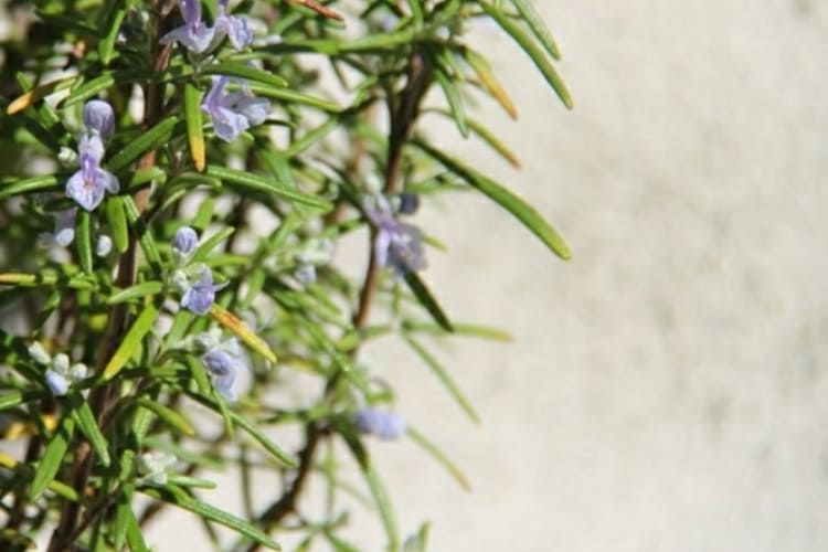 “Rosmarino: Un’Erba Miracolosa per la Salute con Proprietà Benefiche, Cure, Tisane e Altro!”